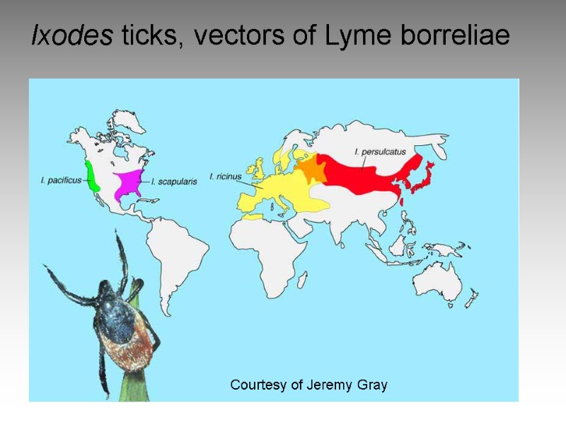 Ixodes ticks, vectors of Lyme borreliae Courtesy of Jeremy Gray